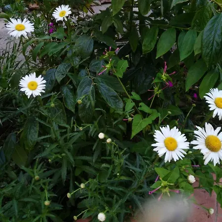 Apartment Da Giuseppe Girasole